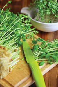 Harvesting Microgreens are delicious and versatile.